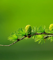 Smrekovec opadavý - Larix decidua - predaj semien - 10 ks