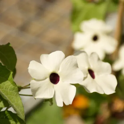 Thunbergia krídlatá biela - Thunbergia alata - predaj semien - 15 ks