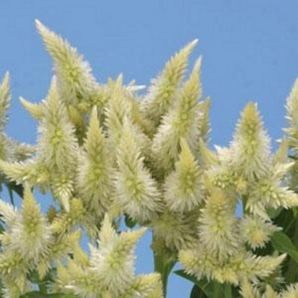 Plamenník klasnatý biely - Celosia spicata - predaj semien - 10 ks