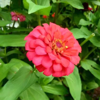 Cínia pôvabná červená - Zinnia elegans - predaj semien - 50 ks