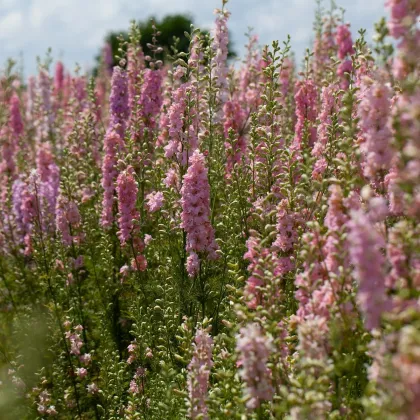 Stračonôžka ružová - Delphinium solida - predaj semien - 100 ks