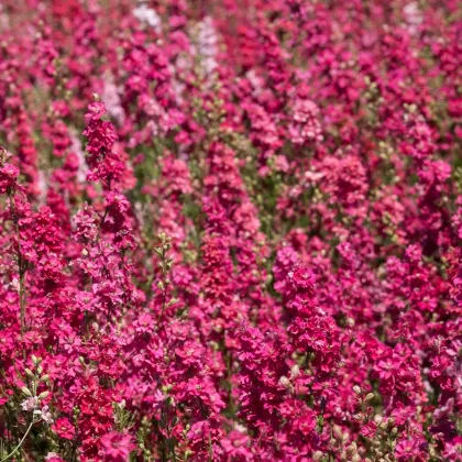 Stračonôžka Carmine King - Delphinium imperialis - predaj semien - 100 ks