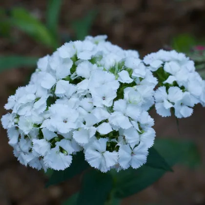 Klinček bradatý Sweet William - Dianthus barbatus - predaj semien - 150 ks