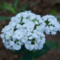 Klinček bradatý Sweet William - Dianthus barbatus - predaj semien - 150 ks