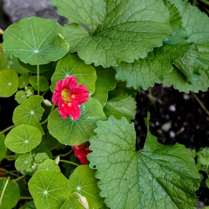 Kapucínka nízka Tip Top Rose - Tropaeolum minus - predaj semien - 10 ks