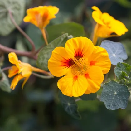 Kapucínka väčšia Alaska Ladybird - Tropaeolum majus - predaj semien - 10 ks