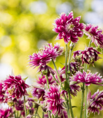 Orlíček Nora Barlow - Aquilegia vulgaris - predaj semien - 30 ks