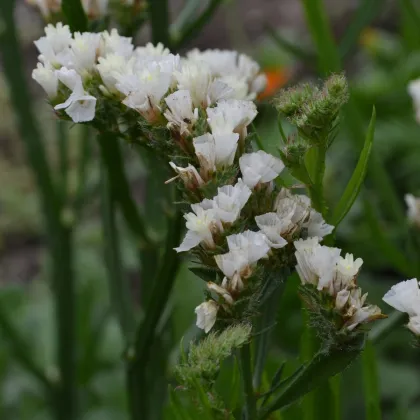 Limonka chobotnatá biela - Limonium sinuatum - predaj semien - 30 ks