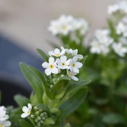 Nezábudka lesná Snowsylva - Myosotis sylvatica - predaj semien - 60 ks