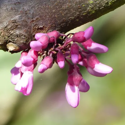 Judášovec strukový - Cercis siliquastrum - predaj semien - 6 ks