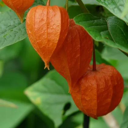 Machovka židovská - Physalis alkekengi - predaj semien - 30 ks