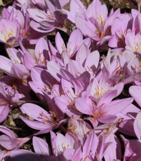 Jesienka obrovská - Colchicum giganteum - predaj cibuľovín - 1 ks