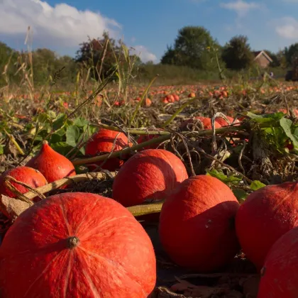 Dyňa Hokkaido Uchiki kuri - Cucurbita maxima - semiačka - 5 ks