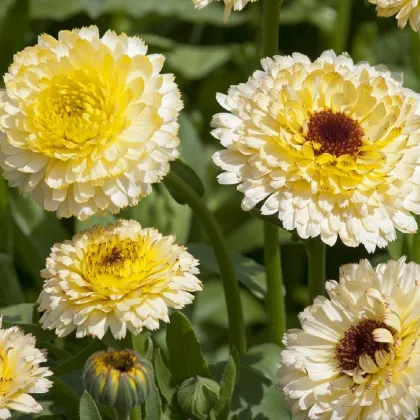 Nechtík lekársky Ivory Princess - Calendula officinalis - predaj semien - 40 ks