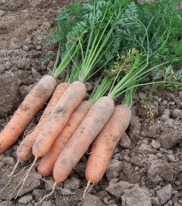 Mrkva raná Stupická - Daucus carota - semienka - 800 ks