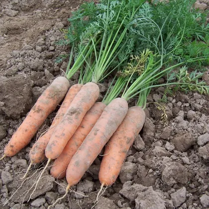 Mrkva raná Stupická - Daucus carota - semienka - 800 ks