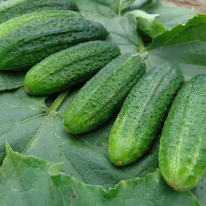 Uhorka partenokarpická Partner - Cucumis sativus - semiačka - 50 ks