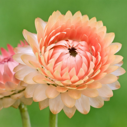 Slamiha listenatá Silvery Rose - Helichrysum bracteatum - predaj semien - 500 ks