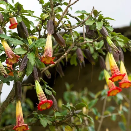 Durman krvavý - Brugmansia sanguinea - predaj semien - 7 ks