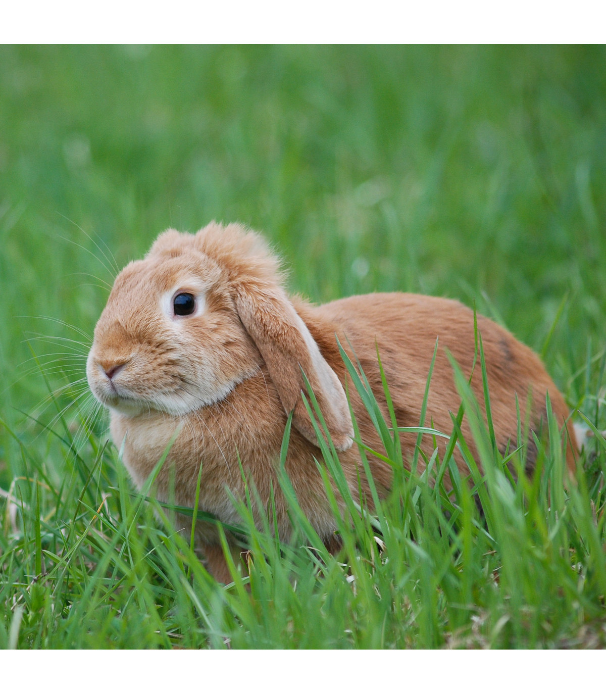 Tráva pre králiky - Golden Line - trávna zmes - 15 g
