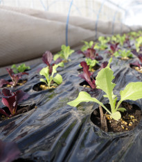 Šalát na balkón - Baby leaf - Lactuca sativa - semiačka - 100 ks