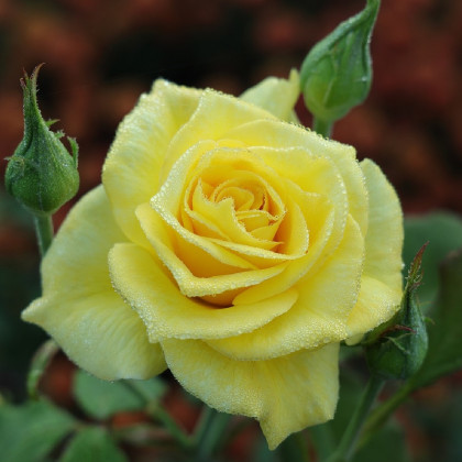 Ruža kríková veľkokvetá King Ransom - Rosa - predaj voľnokorenných sadeníc ruží - 1 ks