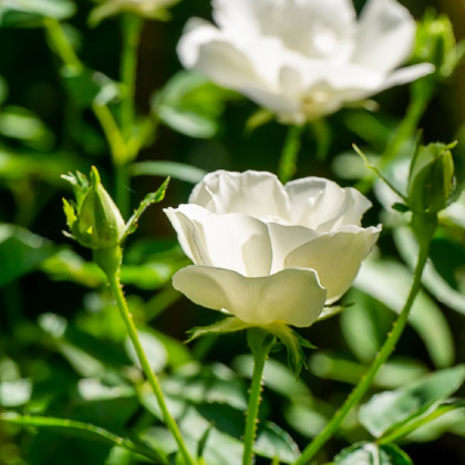 Ruža kríková pôdopokryvná The white fairy - Rosa - predaj voľnokorenných sadeníc ruží - 1 ks