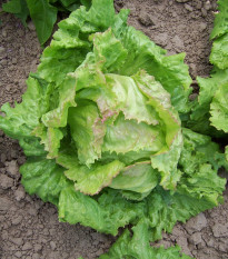 Šalát ľadový - Pražan - Lactuca sativa - semiačka šalátu - 100 ks