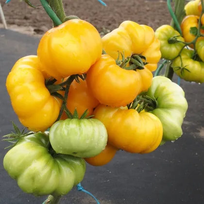 Paradajka kolíková Yellowstone - Solanum lycopersicum - Semená rajčiaka - 15 ks