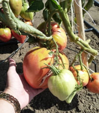 Paradajka kolíková - Býčie srdce Herodes - Solanum lycopersicum - Semená rajčiaka - 15 ks