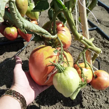 Paradajka kolíková - Býčie srdce Herodes - Solanum lycopersicum - Semená rajčiaka - 15 ks