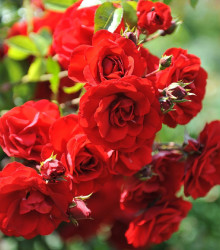 Ruža kríková pnúca Amadeus - Kordes - predaj voľnokorenných sadeníc ruží - 1 ks
