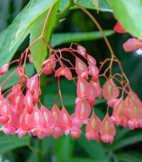 Begónia šarlátová - Begonia coccinea - predaj semien - 12 ks