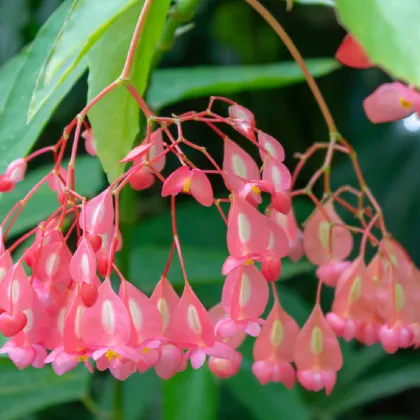 Begónia šarlátová - Begonia coccinea - predaj semien - 12 ks