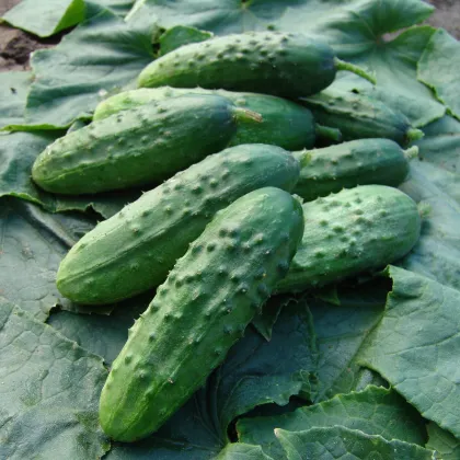 Uhorka Regina F1 - nakladačka - Cucumis sativus - semiačka - 20 ks