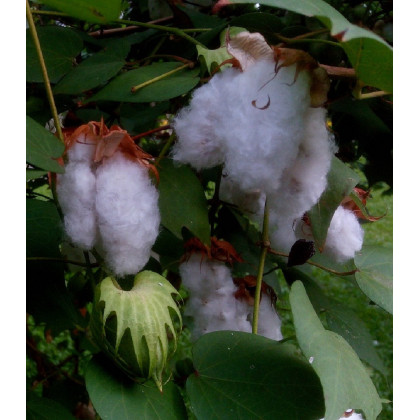 Mexická bavlna - Gossypium hirsutum - predaj semien - 5 ks