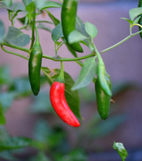 Chilli Serrano Tampiqueno - Capsicum annuum - predaj semien - 7 ks