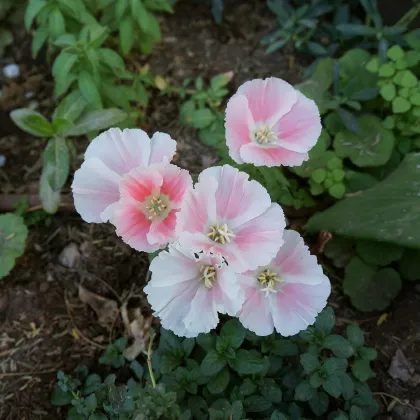 Godécia veľkokvetá Aurora - Godetia amoena - predaj semien - 0,1 g