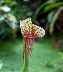 Špirlice náhorná - Sarracenia oreophila var. ornata - predaj semien - 8 ks