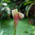 Špirlice náhorná - Sarracenia oreophila var. ornata - predaj semien - 8 ks