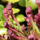 Špirlica purpurová - Sarracenia purpurea - predaj semien - 8 ks