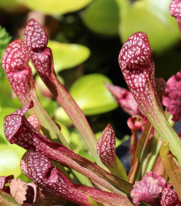 Špirlica purpurová - Sarracenia purpurea - predaj semien - 8 ks