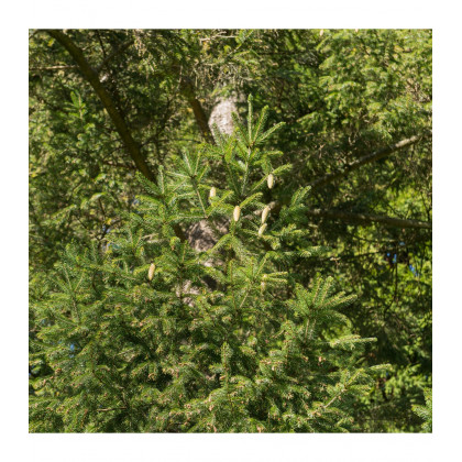 Smrek Wilsonov - Picea wilsonii - predaj semien - 12 ks