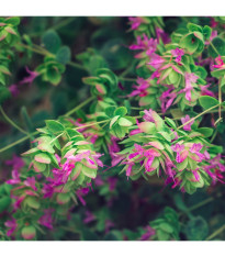 Okrasné oregano Kirigami - Origanum rotundifolia - predaj semien oregana - 18 ks