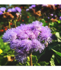 Agerát americký Red Sea - Ageratum houstonianum - predaj semien - 30 ks