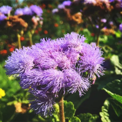 Agerát americký Red Sea - Ageratum houstonianum - predaj semien - 30 ks