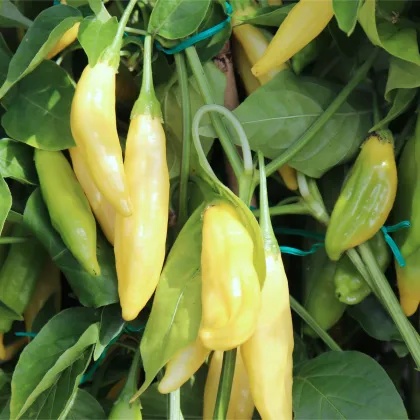 BIO Chilli Lemon Drop - Capsicum baccatum - predaj bio semien - 7 ks