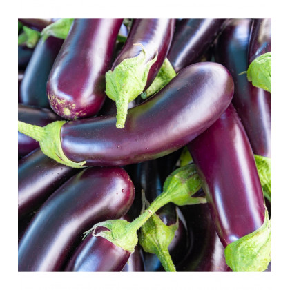 Baklažán Jewel Jet - Solanum melongena - predaj semien - 10 ks