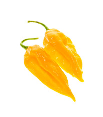 Chilli Fatalii žlté - Capsicum Chinense - predaj semien chilli - 6 ks