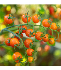 Paradajka kolíková Aprikola F1 - Solanum lycopersicum - predaj semien - 7 ks